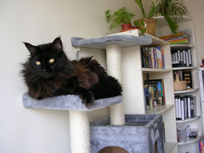 arbre a chat geant maine coon